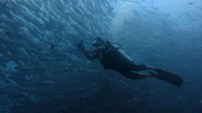 বাংলাদেশে বঙ্গোপসাগরে নতুন ৬৫ প্রজাতির সন্ধান, ৫টি বিশ্বের আর কোথাও নেই: ইএএফ-ন্যানসেন জরিপ ২০২৫